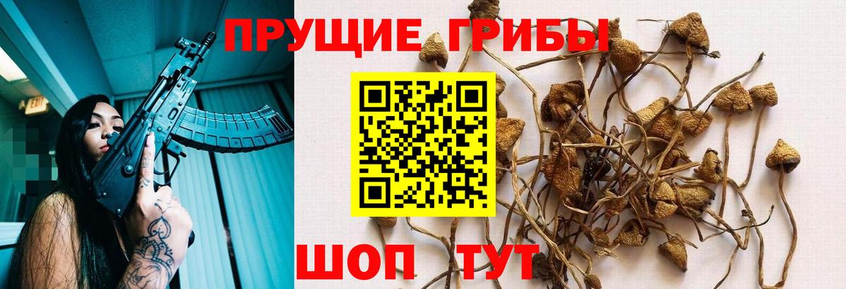 Ленинск-Кузнецкий  Псилоцибиновые грибы мухоморы  Вход с VPN  Псилоцибиновые грибы Psilocybe 